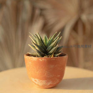 暖光下的条纹多肉静谧安详