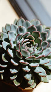 红边蓝绿色多肉叶片层层绽放