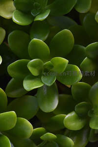 翠绿多肉叶片的微距特写