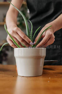 双手轻抚盆栽芦荟的温馨瞬间