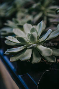 柔和光线下静谧的多肉特写