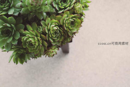 俯瞰角度下的群生多肉组合