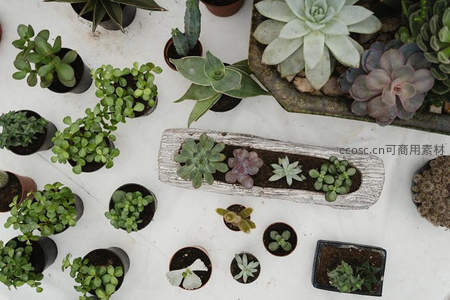 俯拍视角下的多肉盆栽集合