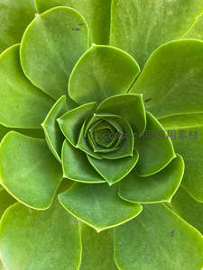 多肉植物螺旋叶片的自然美学