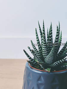 斑马纹芦荟置于简约陶瓷花盆中