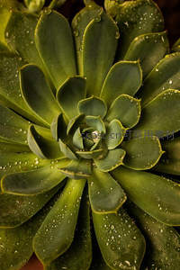 雨后多肉中心水滴特写