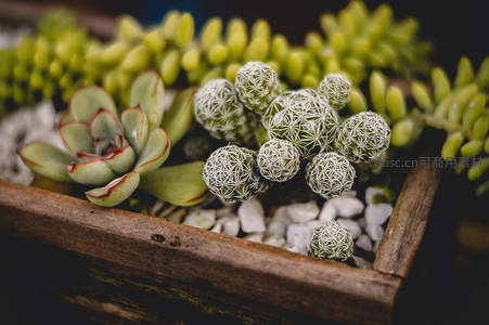 木质花盆中的多肉组合