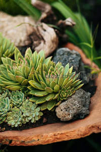陶盆中的多肉与火山石