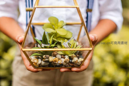 双手捧着玻璃花房里的多肉与婚戒
