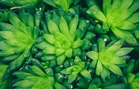 俯拍视角下密集生长的绿色多肉群