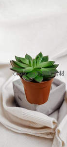 绿意盎然的多肉静置于水泥底座