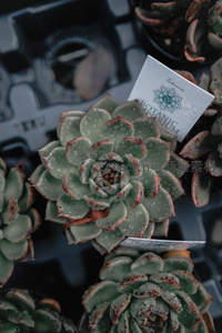 多肉植物特写，叶片晶莹带露珠