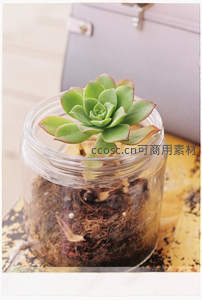 玻璃罐中的迷你多肉盆栽