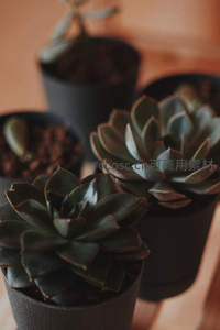 深色花盆中的多肉植物特写