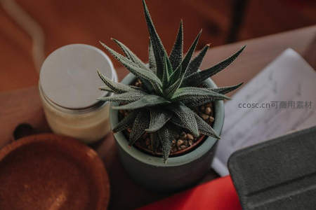 绿植点缀温馨桌面角落