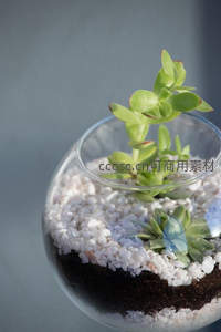 玻璃瓶中的微型多肉景观