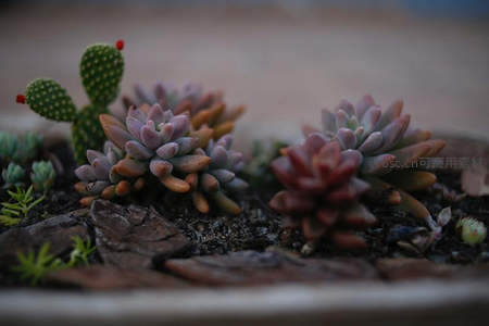 多彩多肉与仙人掌组合盆栽