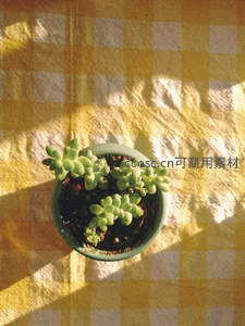 阳光洒落格纹布上的多肉