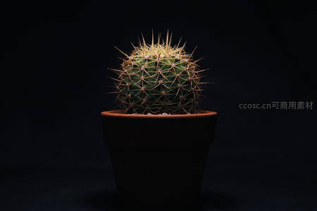 暗背景下刺球仙人掌特写
