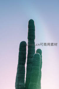 高大仙人掌剪影映衬梦幻天空