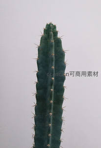 深绿仙人掌茎干微距细节展示