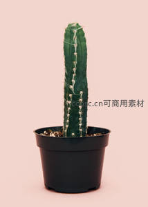 黑色花盆中挺拔的绿色仙人掌