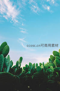 仙人掌丛与蔚蓝天空，构成清新自然画面