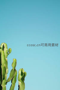 青空之下仙人掌的剪影与轮廓