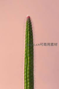 单株仙人掌立粉墙，极简风格尽显优雅