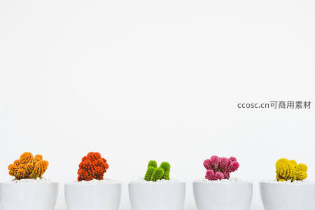 五彩缤纷迷你仙人掌整齐排列于白盆