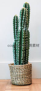 高大仙人掌置于编织篮中的简约家居