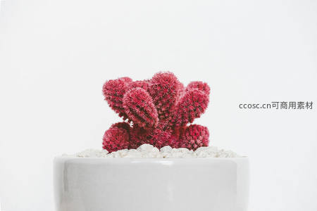 红色绒球仙人掌盆栽特写