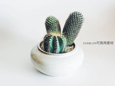 三株仙人掌共植白色陶盆