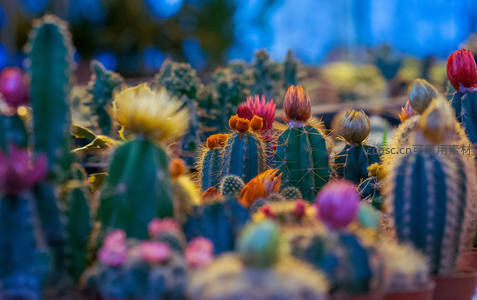 五彩斑斓的仙人掌花园特写
