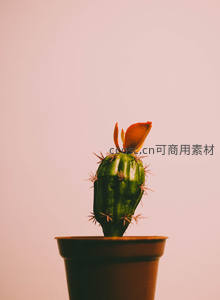 盆栽仙人掌绽放橙色花苞