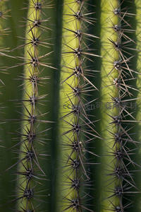 仙人掌刺丛的几何美学