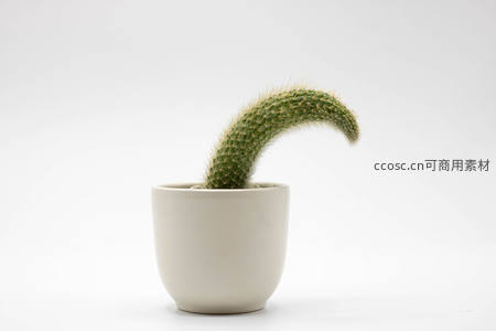 简约白盆中的弯月仙人掌