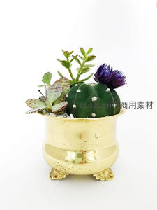 金色花盆里的多肉组合盆景