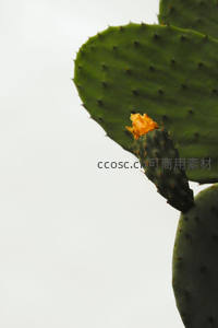 仙人掌绽放的橙色小花