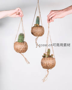 双手捧起的椰壳吊挂仙人掌