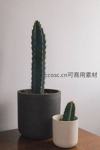简约风格的室内仙人掌盆栽组合