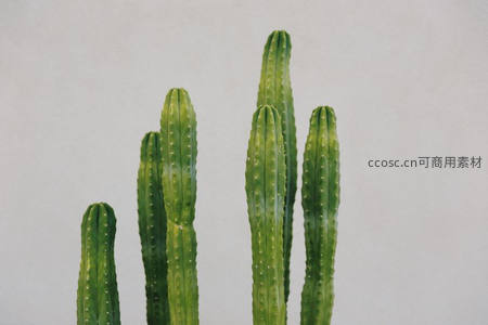 清新绿色仙人掌群生特写镜头