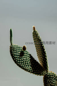 毛茸茸仙人掌叶片的细腻微距特写