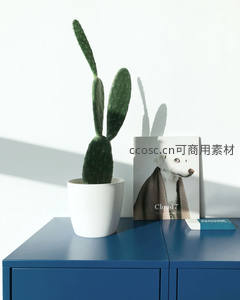 蓝色柜上仙人掌与画册