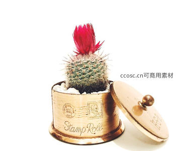 复古邮筒中的绽放仙人掌
