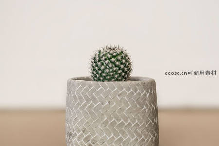 简约水泥盆中的圆润仙人掌