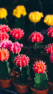 五彩斑斓的仙人掌花海