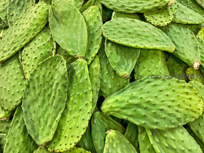 新鲜采摘的仙人掌叶片特写