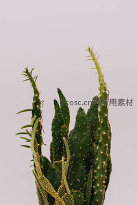 尖刺丛生的仙人掌枝条特写