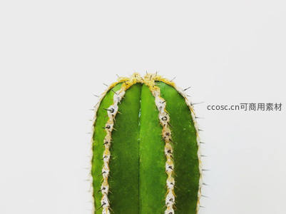 绿色仙人掌顶部特写，刺尖清晰可见